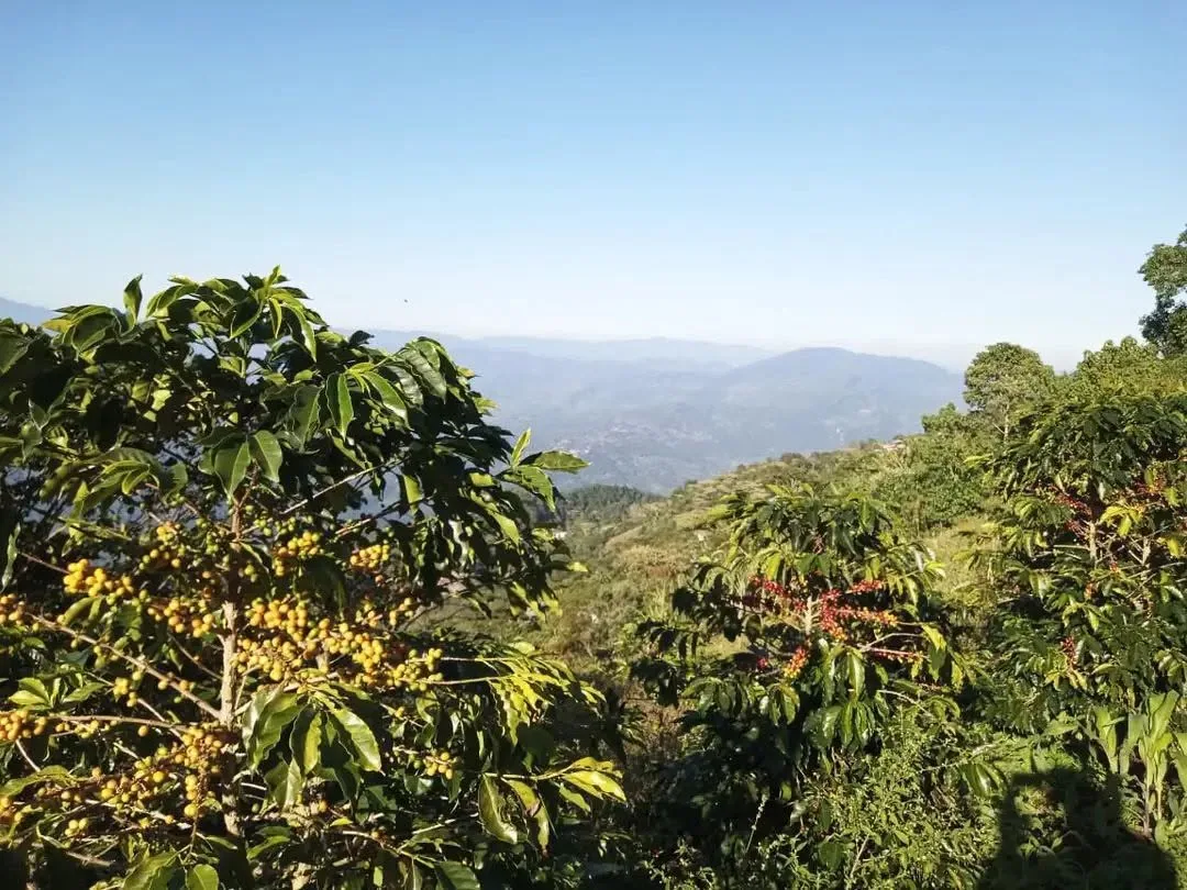 Cafetal en la Sierra Madre de Chiapas