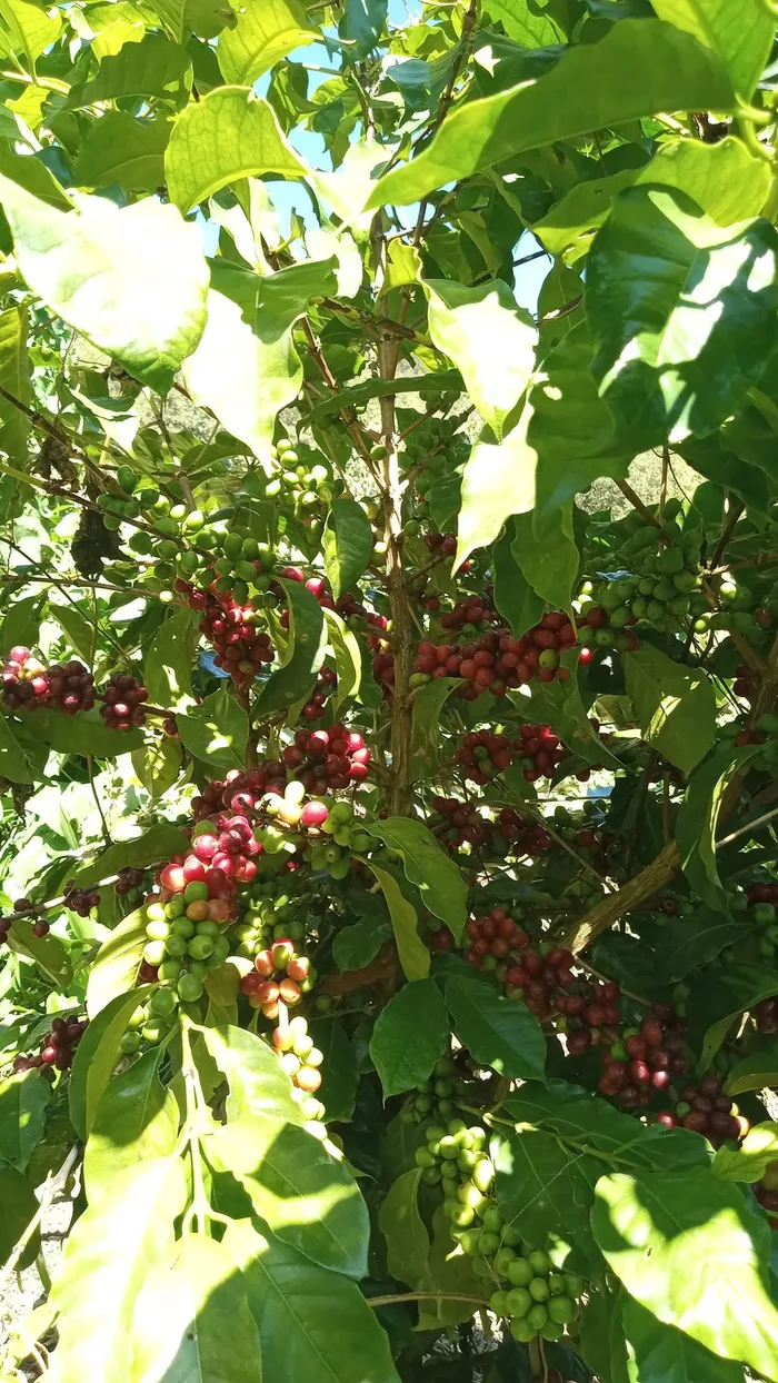 Cerezas de café madurando en la planta